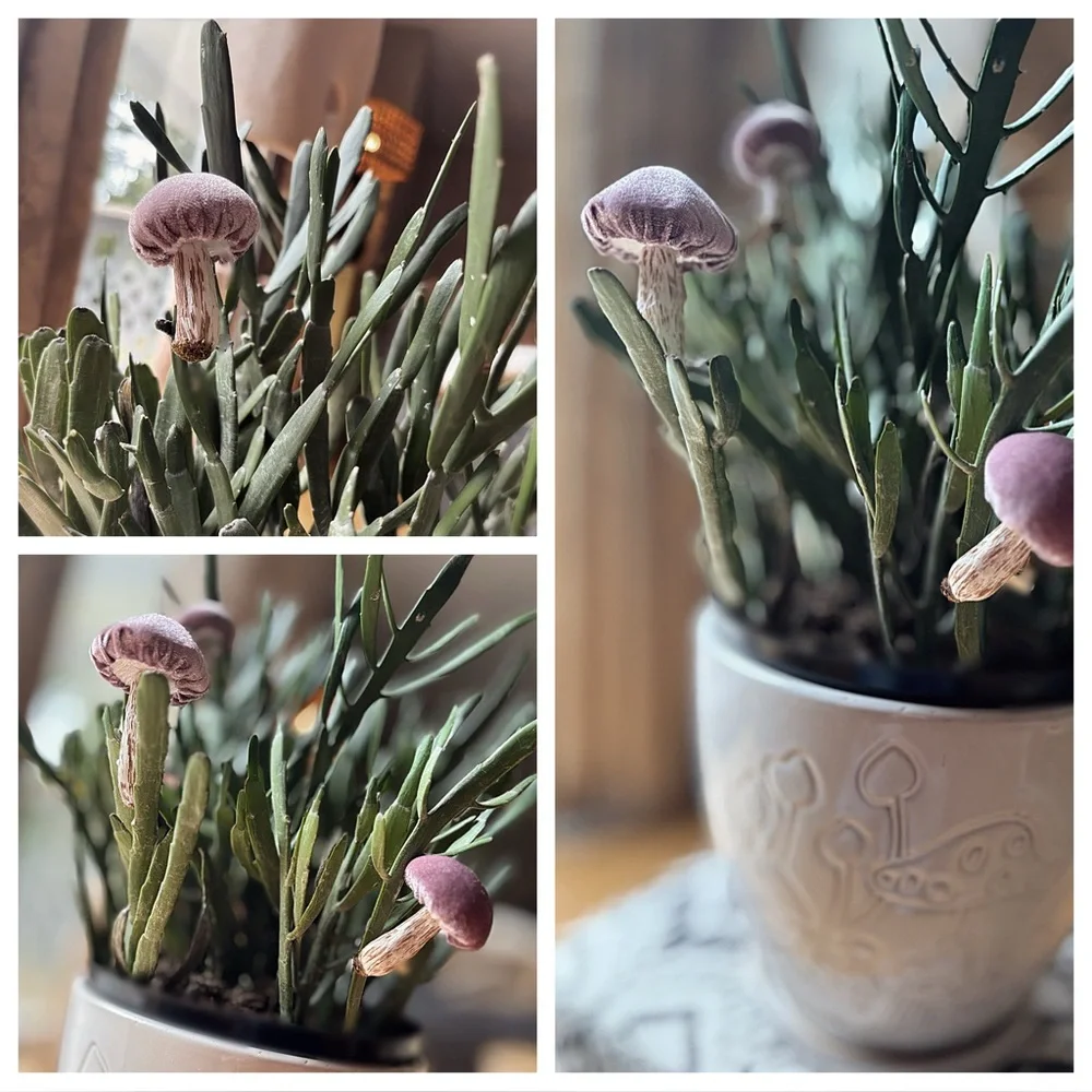 Mushrooms Plant Accessories